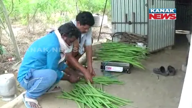 ସଜନାଛୁଇଁ ଯୋଗାଇଲା ରୋଜଗାର । ଅଣପାରମ୍ପରିକ ପଦ୍ଧତିରେ ଚାଷ କରି ସଫଳ ରାୟଗଡାର ଲକ୍ଷ୍ମୀ ନାରାୟଣ ପାଢି ।