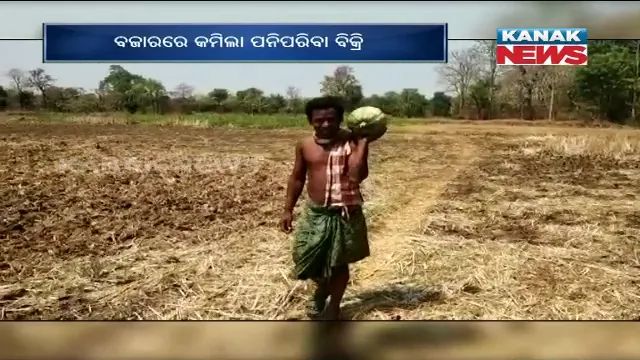 ଚାଷୀଙ୍କ ପେଟକୁ ଲାତ ମାରିଲା ଲକଡାଉନ । ବଜାରରେ କମିଲା ପନିପରିବା ବିକ୍ରି, ଅମଳ କରୁନାହାନ୍ତି ଚାଷୀ ।
