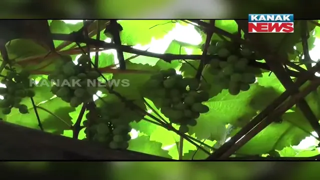 କଟକ ନିଆଳିରେ ଫଳିଲା ମିଠା ଅଙ୍ଗୁର । ଲକଡାଉନରେ ତରବଣ ଗାଁର ବିଜୟଲକ୍ଷ୍ମୀଙ୍କ ନିଆରା ପ୍ରୟାସ । ଘର ଅଗଣାରେ କଲେ ଅଙ୍ଗୁର ଚାଷ ।