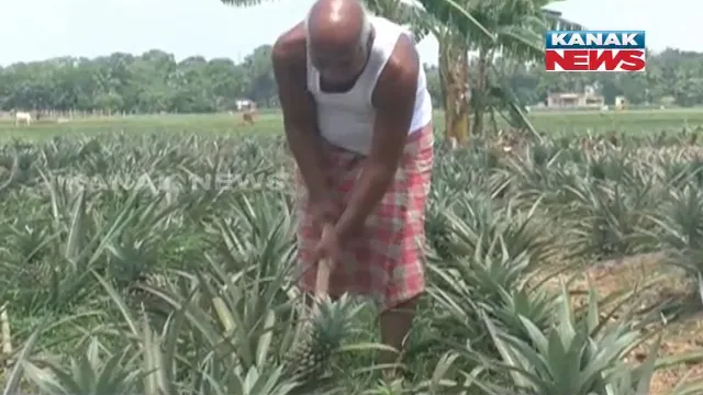 ସପୁରୀ ଚାଷ ଦେଇଛି ରୋଜଗାର । ଯାଜପୁର ଧର୍ମଶାଳା ନରସିଂହପୁର ଗାଁର ଚାଷୀ ବସନ୍ତଙ୍କ ସପୁରୀ ଚାଷକୁ ନେଇ ଚର୍ଚ୍ଚା ।