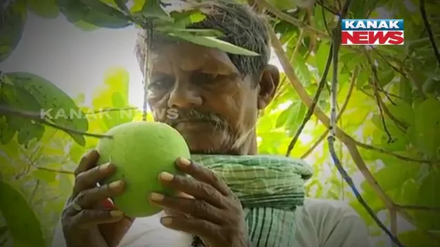 ବଜାର ଖୋଜୁଛି ଆମ୍ବ ଚାଷୀ । କରୋନା କଟକଣା ଦୋହଲାଇ ଦେଇଛି ଆମ୍ବ ଚାଷୀଙ୍କ ମେରୁଦଣ୍ଡ ।