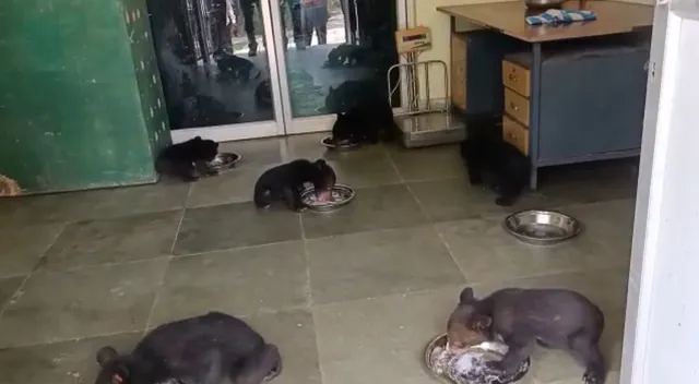 ନନ୍ଦନକାନନରେ ସୁସ୍ଥ ଅଛନ୍ତି ଗଙ୍ଗପଡା ଅଂଚଳରୁ ଉଦ୍ଧାର ହୋଇଥିବା ଭାଲୁ ଛୁଆ : ପ୍ଲେଟରେ ଖାଦ୍ୟ ଗ୍ରହଣ କରୁଥିବାର ଆସିଲା ଭିଜୁଆଲ