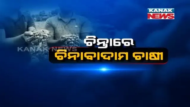 ଚିନ୍ତାରେ ମାଲକାନଗିରି ଜିଲ୍ଲାର ଚିନାବାଦାମ ଚାଷୀ । ବିକ୍ରି ହୋଇପାରୁନି ଫସଲ, ମୁଣ୍ଡରେ ହାତ ଦେଉଛି ଚାଷୀ ।
