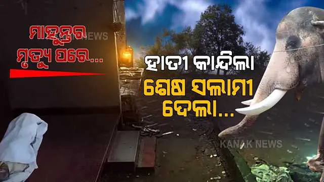 ମାହୁନ୍ତକୁ ମାରିଦେଲା କ୍ୟାନ୍ସର, ଖବର ପାଇଁ ଧାଇଁ ଆସିଲା ଦନ୍ତା ହାତୀ । କୋହକୁ ସମ୍ଭାଳି ନପାରି କାନ୍ଦିଲା, ଶୁଣ୍ଢ ହଲାଇ ଶେଷ ସଲାମୀ ଦେଲା... ଭିଡ଼ିଓ ଭାଇରାଲ ପରେ ଭାବବିହ୍ନଳ ହେଲା ସାରା ଦେଶ ।