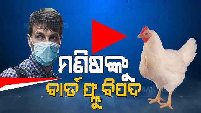 ବିଶ୍ୱ ପାଇଁ ଗୋଟିଏ ପରେ ଗୋଟିଏ ବିପଦ ଆଣୁଛି ଚୀନ୍ । କରୋନା ପରେ ଏବେ ଚୀନରେ ମଣିଷଙ୍କୁ ସଂକ୍ରମଣ କଲାଣି ବାର୍ଡ ଫ୍ଲୁ, କୁକୁଡାଙ୍କ ଠାରୁ ମଣିଷଙ୍କୁ ବ୍ୟାପୁଥିବା ସୂଚନା ।