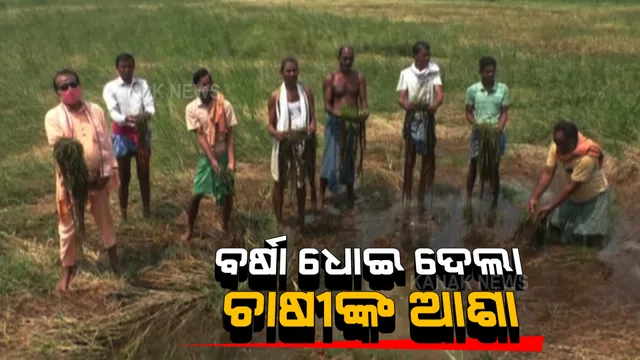 କାଳ ସାଜିଛି ଅଦିନିଆ ବର୍ଷା : ଅମଳ ଆଗରୁ ବିଲରେ ଗଜା ହେଲା ପାଚିଲା ଧାନ