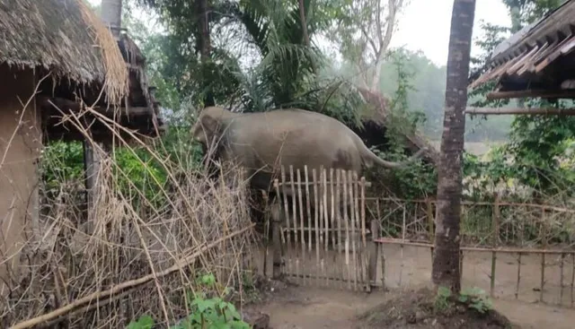 ୨ ଦିନ ହେବ ଗାଁରେ ଉତ୍ପାତ କରୁଥିଲା, ବନ ବିଭାଗ ଦନ୍ତାହାତୀକୁ କାବୁ କଲା । 