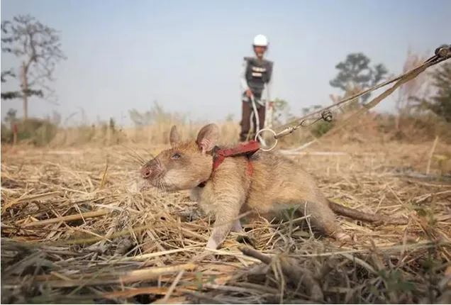 ମାଟିତଳୁ ଲ୍ୟାଣ୍ଡମାଇନ୍ ଠାବ କରୁଛି ଏହି ମୂଷା । ବଞ୍ଚାଉଛି ଲୋକଙ୍କ ଜୀବନ