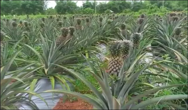 ନବରଙ୍ଗପୁର ଚାଷୀଙ୍କ ପାଇଁ ନୂତନ ସମ୍ଭାବନା ଆଣିଛି ରାଣୀ ସପୁରୀ ଚାଷ । ପରୀକ୍ଷାମୂଳକ ରାଣୀ ସପୁରୀ ଚାଷ ହୋଇଛି ସଫଳ, ଏକର ପିଛା ଦୁଇ ଲକ୍ଷ ଯାଏଁ ହୋଇପାରିବ ରୋଜଗାର ।