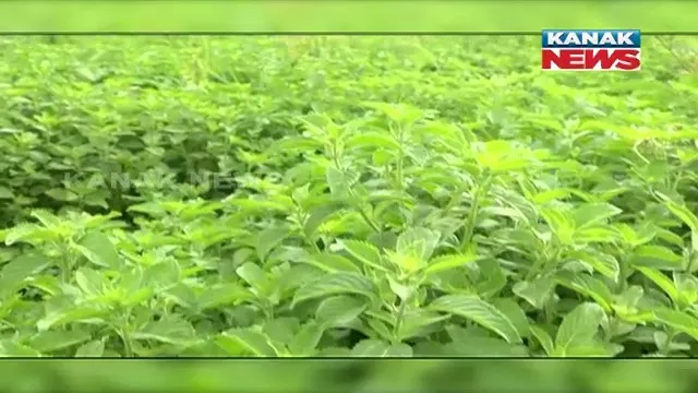 ଜାପାନୀ ପୋଦିନା ଚାଷ ଯୋଗାଉଛି ରୋଜଗାର । ନବରଙ୍ଗପୁର ଜିଲ୍ଲାରେ ଜାପାନୀ ପୋଦିନା ଚାଷ ପ୍ରତି ବଢ଼ୁଛି ଆଗ୍ରହ । ଏକର ପିଛା ପ୍ରାୟ ଷାଠିଏ ହଜାର ଟଙ୍କା ରୋଜଗାର କରୁଛନ୍ତି ଚାଷୀ