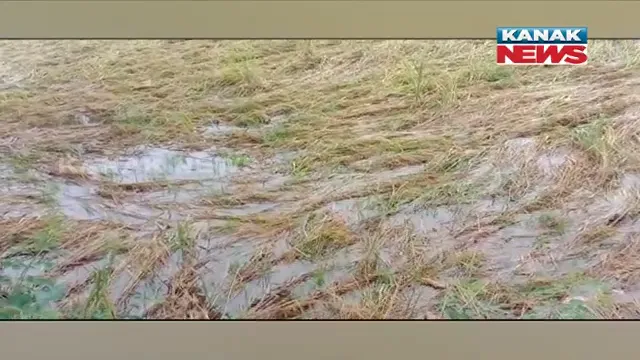 ଚାଷୀଙ୍କ ଉପରେ ଦାଉ ସାଧିଲା ମୌସୁମୀ ବର୍ଷା : ଲଗାଣ ବର୍ଷା ଯୋଗୁଁ ମଣ୍ଡିରେ ଭିଜିଲା ଶହ ଶହ ବସ୍ତା ଧାନ 