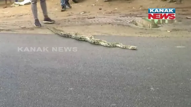 ଘର ଭିତରେ ରହି ଛେଳି, କୁକୁଡ଼ା ଗିଳୁଥିଲା ଅଜଗର : ଅଜଗରକୁ ଉଦ୍ଧାର କଲେ ସ୍ନେକ୍ ହେଲପଲାଇନ୍ ଟିମ୍