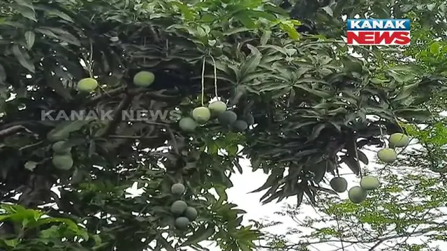 ଗୋଟିଏ ଗଛରେ ଫଳିଛି ୧୦୦ ପ୍ରକାର ଆମ୍ବ । ଚର୍ଚ୍ଚାରେ ବରଗଡ଼ ଜିଲ୍ଲା ଅତାବିରାର ଚାଷୀ ଭି.ଚନ୍ଦ୍ରା ରାଓ ।