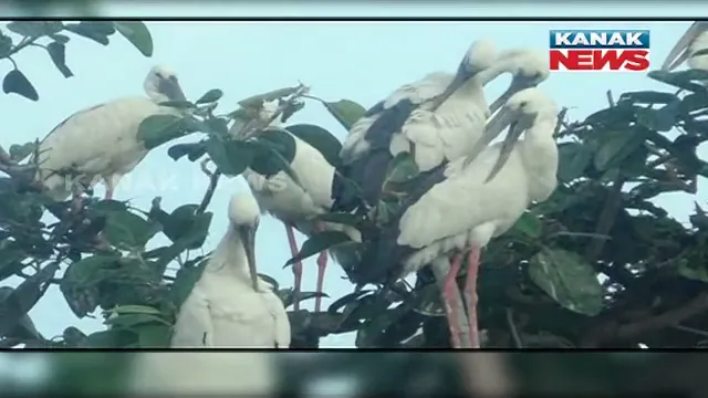 ପକ୍ଷୀ ଆସିଲେ ଆସେ ମୌସୁମୀ : ମୌସୁମୀ ବର୍ଷାର ଆଗମନ ଦେଖି ଚଷାପୁଅ ସଜାଡେ ହଳ ଲଙ୍ଗଳ