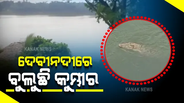 ଦେବୀନଦୀରେ ବୁଲୁଛି ୧୦ ରୁ ୧୨ ଫୁଟର କୁମ୍ଭୀର : ଲୋକଙ୍କୁ ନଦୀକୁ ନଯିବାକୁ ସତର୍କ କଲା ବନବିଭାଗ
