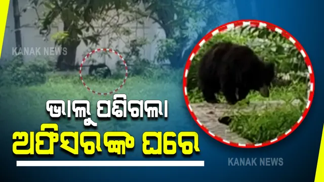 ନୂଆପଡ଼ା ଜିଲ୍ଲାପାଳଙ୍କ ସରକାରୀ ବାସଭବନ ଭିତରେ ପଶିଲା ଭାଲୁ : ସୁରକ୍ଷା ପାଇଁ ଜଗିବସିଛି ବନବିଭାଗ; ଭାଲୁକୁ ସୁରକ୍ଷିତ ଉଦ୍ଧାର କରିବା ପାଇଁ ଜାରି ରହିଛି ଉଦ୍ୟମ