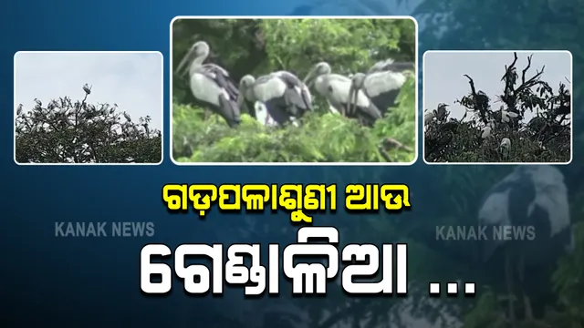 ଚାଷ ସମୟ ଆସିଲେ ଆସନ୍ତି ଏବଂ ଚାଷ ସରିବାର ବେଳ ଆସିଲେ ଫେରିଯାନ୍ତି : ଗଡପଳାଶୁଣି ଗାଁରେ ପକ୍ଷୀ ଓ ଗ୍ରାମବାସୀଙ୍କ ମଧ୍ୟରେ ଯୋଡ଼ି ଦେଇଛି ଏକ ନିଆରା ଭାବ