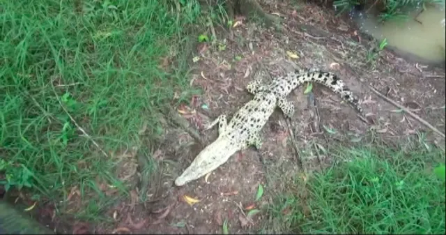 ଭିତରକନିକାରେ ଅଣ୍ଡା ଦେଲା ଧଳା କୁମ୍ଭୀର ମଲ୍ଲୀ  । ଅଣ୍ଡାଦାନ ପରେ ବସାରେ ଜଗି ରହିଛି ମଲ୍ଲୀ, ମାଆ ହେବାକୁ ନେଇ ବଢିଲା ଆଶା ।