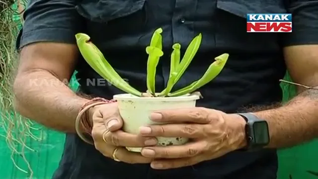 ଘରେ ହୋଇଛି କମଣ୍ଡଳୁ ଚାଷ । ବୈଜ୍ଞାନିକ ପଦ୍ଧତିରେ କିଲର ପ୍ଲାଣ୍ଟ ଲଗାଇ ଚର୍ଚ୍ଚାରେ ସମ୍ବଲପୁରର ସୁବ୍ରତ ନାଥ । 