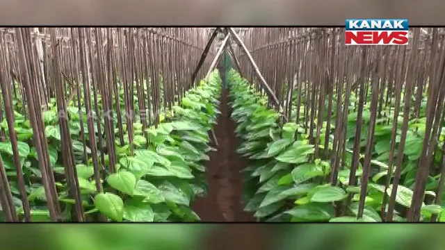 ପାନ ବେପାରୀଙ୍କୁ ପୋଲିସ ଡର । କରୋନା ଖାଇଗଲା ପାନ ବ୍ୟବସାୟ । ଚାଷ ପ୍ରତି ବିମୁଖ ହେଉଛନ୍ତି ଚାଷୀ ।