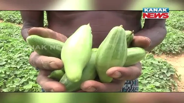 ପରିବା ଗାଁରେ ଶସ୍ତା-ବଜାରରେ ମହରଗ । ଚାଷୀଙ୍କୁ ଡରାଉଛି ପୋଲିସ, ଲାଠି ଭୟରେ ବିକି ପାରୁନି ପରିବା । ବିଲମୁଣ୍ଡକୁ ଆସୁନାହାନ୍ତି ବ୍ୟବସାୟୀ 