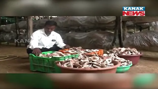 ଉପାନ୍ତ ଅଞ୍ଚଳର ସଫଳ ଯୁବ ଚାଷୀ । ଛତୁ ଚାଷ କରି ନିଜେ ରୋଜଗାରକ୍ଷମ ହେବା ସହ ଅନ୍ୟଙ୍କୁ ଦେଇଛନ୍ତି ନିଯୁକ୍ତି, ଲଗାଇଛନ୍ତି ୯୦୦ରୁ ଅଧିକ ଛତୁ ବେଡ ।