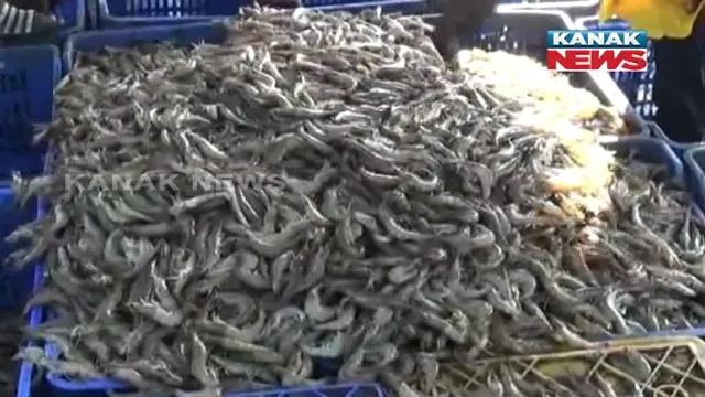 ସଫଳ ଚିଙ୍ଗୁଡ଼ି ଚାଷୀ ପି ଜଗନ୍ନାଥମ । ଗୁଣପୁରରେ ଚିଙ୍ଗୁଡ଼ି ଚାଷରୁ ନିଜେ ସ୍ୱାବଲମ୍ବୀ ହେବା ସହ ଅନ୍ୟଙ୍କୁ ଦେଇଛନ୍ତି କର୍ମନିଯୁକ୍ତି, ୧୧ ଏକର ଜମିରେ କରୁଛନ୍ତି ମାଛ ସହ ଚିଙ୍ଗୁଡି ଚାଷ । 