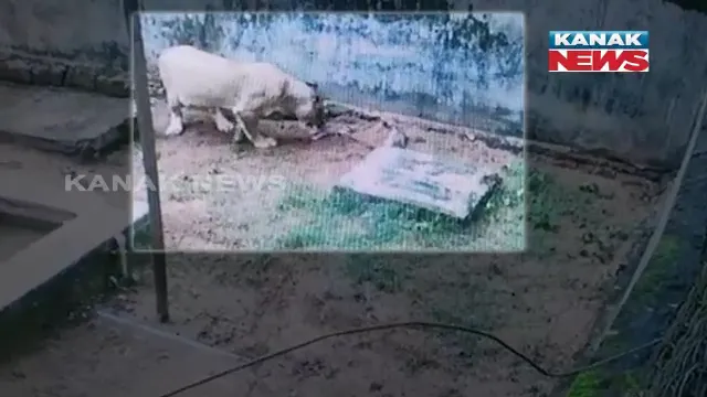 ନନ୍ଦନକାନନକୁ ମିଳିଛି ଖୁସିର ଖବର : ମା’ ହେଲା ‘ବିଜ୍‌ଲି’; ଗୋଟିଏ ନବଜାତ ମୃତ, ଦୁଇ ସୁସ୍ଥ