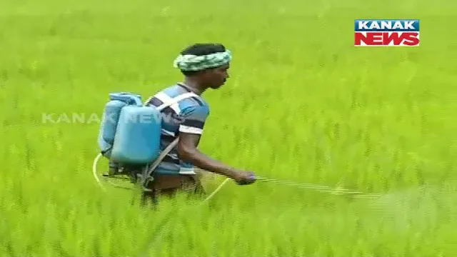 ଚାଷ ଆରମ୍ଭରୁ ଚିନ୍ତାରେ ଚାଷୀ । ଧାନ ଚାଷ ଆଗେଇ ନେବାକୁ ମିଳୁନି ୟୁରିୟା ସାର । ଚଢା ଦରରେ କିଣିବାକୁ ବାଧ୍ୟ ହେଉଛନ୍ତି ବଲାଙ୍ଗିର ଚାଷୀ ।