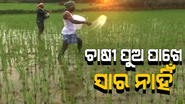 ଚାଷୀର ଚିନ୍ତା ବଢାଇଲାଣି ସାର ସଙ୍କଟ । ଲୁଟୁଛନ୍ତି ଅସାଧୁ ବ୍ୟବସାୟୀ, ଶୁଣୁନି ପ୍ରଶାସନ  । 