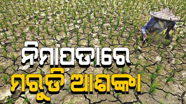 ବର୍ଷା ନାହିଁ, ପାଣି ଅଭାବରୁ ନିମାପଡାରେ ମରୁଡି ଆଶଙ୍କା । ରକ୍ଷଣା ବେକ୍ଷଣା ଅଭାବରୁ ପୋତି ହୋଇଗଲାଣି କେନାଲ ।
