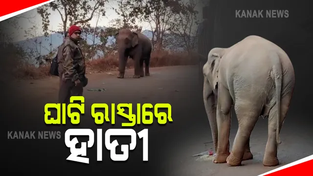 ଘାଟି ରାସ୍ତାରେ ଜଙ୍ଗଲୀ ହାତୀ : ରାସ୍ତାରେ ଗାଡି ଅଟକାଉଛନ୍ତି ଗଜରାଜ, ଖାଦ୍ୟ ଦେଲେ ଖାଇ ପଳାଉଛନ୍ତି, ନହେଲେ କରୁଛନ୍ତି ଭଙ୍ଗାରୁଜା