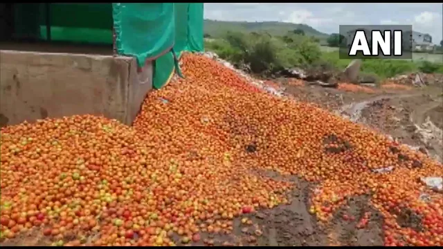 ମହାରାଷ୍ଟ୍ର : ଟମାଟୋ ଚାଷୀଙ୍କୁ ଚଡକ । ବଜାରରେ କିଲୋପ୍ରତି ୨ଟଙ୍କା, ନାଗପୁର ମୁମ୍ବାଇ ରାସ୍ତାରେ ଢାଳିଦେଲେ ଟନ ଟନ ଟମାଟୋ