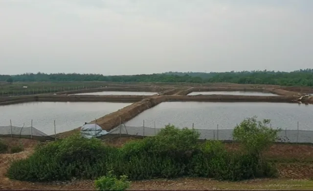 ବାଲିକୁଦା ତହସିଲ ଦେଇଥିବା ମହଲତ ସରିଲା : ବେଆଇନ୍ ଚିଙ୍ଗୁଡି ଘେରି କରିଥିବା ଲୋକଙ୍କୁ ତୁରନ୍ତ ଜଙ୍ଗଲ ଜମି ଛାଡିବାକୁ ଚେତାବନୀ, କାଲିଠୁ ଉଚ୍ଛେଦ ଆରମ୍ଭ