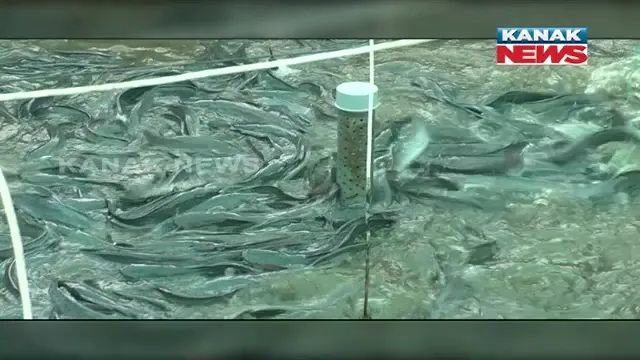 ବାୟୋଫ୍ଲକ୍ ପଦ୍ଧତିରେ ମାଛ ଚାଷ କରିଛି ଆତ୍ମନିର୍ଭର । କେନ୍ଦ୍ରାପଡା ଗରଦପୁର ବ୍ଲକ ମଦନା ଗ୍ରାମର ଯୁବ ଚାଷୀ ରଞ୍ଜନ ସ୍ୱାଇଁଙ୍କୁ ନେଇ ଚର୍ଚ୍ଚା 