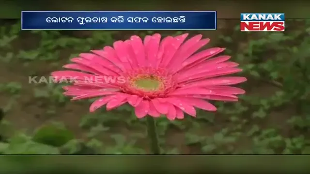 ଝାରସୁଗୁଡ଼ା ଲଖନପୁର ବ୍ଲକର ସଫଳ ଯୁବ ଚାଷୀ ଲୋଟନ । ଫୁଲଚାଷ କରି ହୋଇପାରିଛନ୍ତି ସଫଳ