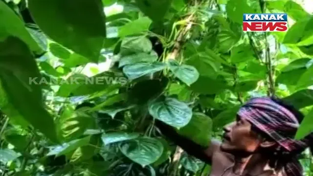 ପିଢ଼ୀ ପରେ ପିଢ଼ୀ ପରିବାର ପୋଷୁଛି ପାନ ଚାଷ । ପୋଲସରା ବ୍ଲକର ଖଣ୍ଡୁରୁ ଗାଁର ୨୦ଟି ପରିବାରକୁ ରୋଜଗାର ଯୋଗାଉଛି ପାନବରଜ 