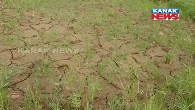ଯାଜପୁରରେ ଗଜା ମରୁଡି ଆଶଙ୍କା । ବର୍ଷା ଅଭାବରୁ ଫାଟି ଆଁ କରିଛି ତଳେ ଘେରା, ଉଠା ଜଳସେଚନ ପ୍ରକଳ୍ପ କାମ କରୁନଥିବାରୁ ଆଶା ଆଶଙ୍କାରେ ଚାଷୀ ।