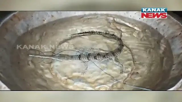 ମାଛ ଜାଲରେ ପଡିଲା ୩ ଫୁଟିଆ ଥଣ୍ଟିଆ କୁମ୍ଭୀର : ଉଦ୍ଧାର କଲା ବନବିଭାଗ