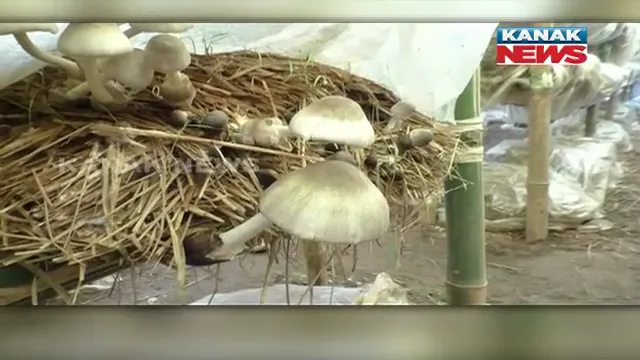 ଛତୁଚାଷ କରିଛି ସ୍ୱାବଲମ୍ବୀ । ୪୨ ଜଣ ମହିଳା ଛତୁଚାଷ କରି ହୋଇପାରିଛନ୍ତି ରୋଜଗାରକ୍ଷମ ।