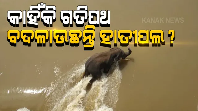 କାହିଁକି ବାରମ୍ବାର ମହାନଦୀ ସ୍ରୋତରେ ଭାସି ଯାଉଛନ୍ତି ହାତୀପଲ ? ଦେବୀ ଦ୍ୱାର ନିକଟରେ ସ୍ଥିତି ପରଖିଲା କନକ ନ୍ୟୁଜ ।