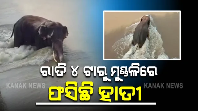 ଫଶିରହିଛି ହାତୀ, ପଦକ୍ଷେପ ନେଇପାରୁନି ବନବିଭାଗ : ମହାନଦୀରେ ଜୀବନ-ମରଣ ସହ ସଂଘର୍ଷ କରୁଛି ହାତୀ