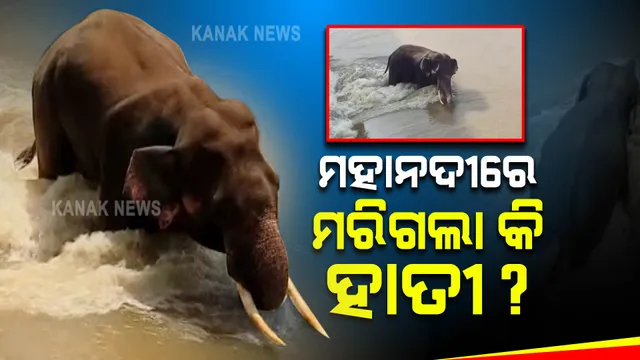 ମହାନଦୀରେ ଫସିଥିବା ହାତୀର ମୃତ୍ୟୁ ନେଇ ବଢିଲା ସନ୍ଦେହ: ପାଣିରେ ହାତୀ ଭାସୁଥିବାର ଭିଡିଓ ଭାଇରାଲ