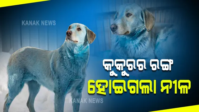 ଅଚାନକ କୁକୁରର ରଙ୍ଗ ହୋଇଗଲା ନୀଳ । ୪ ବର୍ଷ ପୂର୍ବେ ଭାରତରେ ବି ଘଟିଛି ଏଭଳି ଘଟଣା, ଜାଣନ୍ତୁ ପୂରା କାରଣ କଣ?
