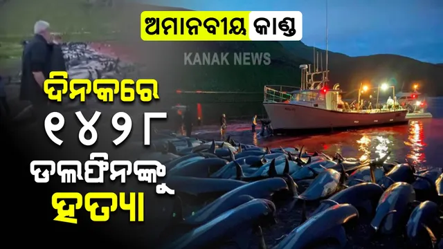 ଦିନକରେ ୧୪୨୮ ଡଲଫିନଙ୍କୁ ହତ୍ୟା, ଅନ୍ତର୍ଜାତୀୟ ସ୍ତରରେ ଆଲୋଡନ