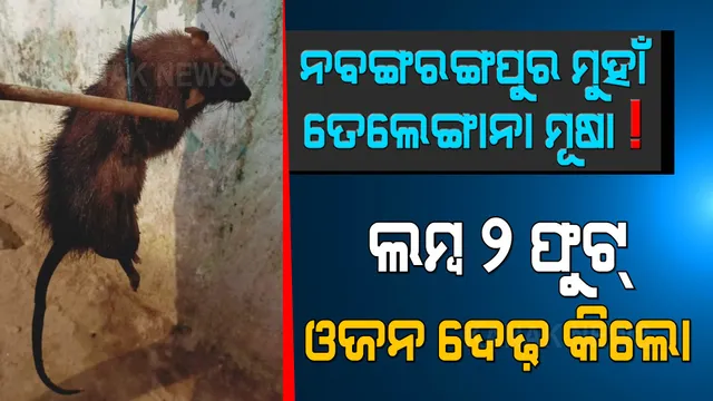 ଓଡ଼ିଶା ମୁହାଁ ତେଲେଙ୍ଗାନା ମୂଷା ! ଲମ୍ବରେ ବିରାଡ଼ିଠୁ ବଡ଼, ଓଜନ ଦେଢ଼ କିଲୋ