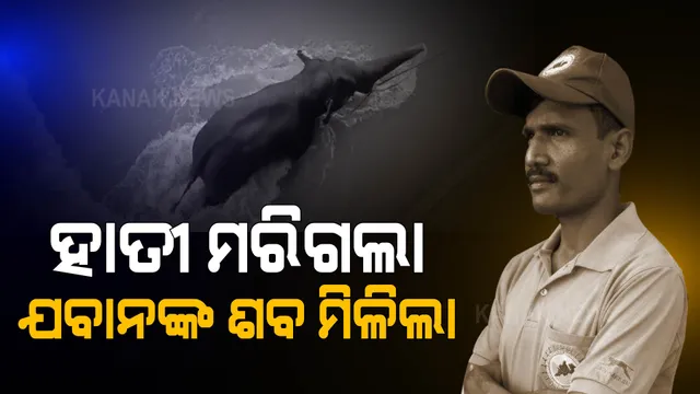 ନା ହାତୀ ବଞ୍ଚିଲା, ନା ବଞ୍ଚିଲା ଓଡ୍ରାଫ୍ ଯବାନଙ୍କ ଜୀବନ । ମୁଣ୍ଡଳି ଗଜ ଅପରେସନରେ ମିଳିଲା କ’ଣ ?