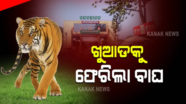 ଖୁଆଡକୁ ଫେରିଲା ବାଘ । ନନ୍ଦନକାନନରେ ଖୁଆଡ ଜାଲି ଭାଙ୍ଗି ବାହାରିଯାଇଥିଲା ବାଘ, ପାଖାପାଖି ୪୫ ମିନିଟ୍ ପରେ ଧରିଲେ କର୍ମଚାରୀ ।