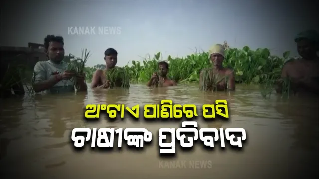 ଲଗାଣ ବର୍ଷା ପରେ ରାଜନଗରରେ ବନ୍ୟା ପରିସ୍ଥିତି : ଚାଷ ଜମିରେ ଅଂଟାଏ ଉଚ୍ଚର ପାଣି