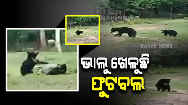 ମଣିଷ ପରି ଫୁଟବଲ ଖେଳିଲା ଭାଲୁ: ଭାଇରାଲ ହେଲା ଭିଡିଓ